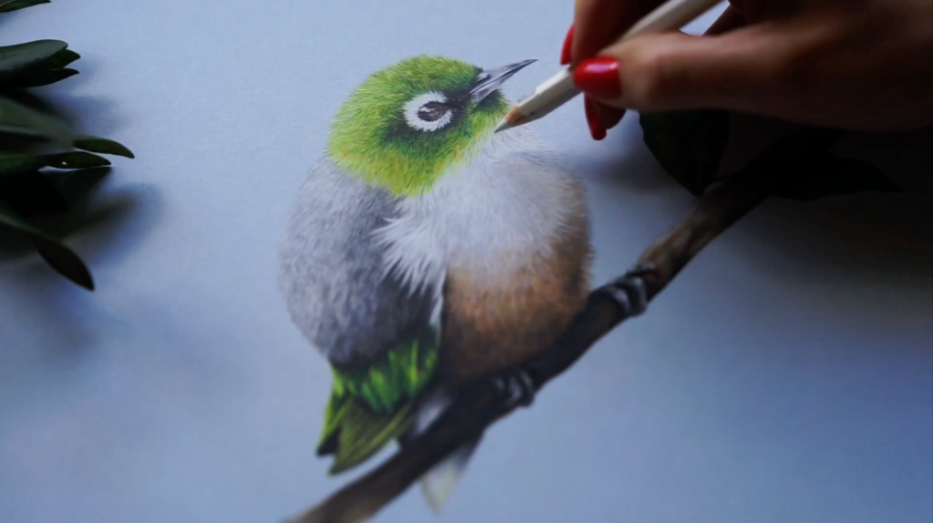 freehand NZ Illustration