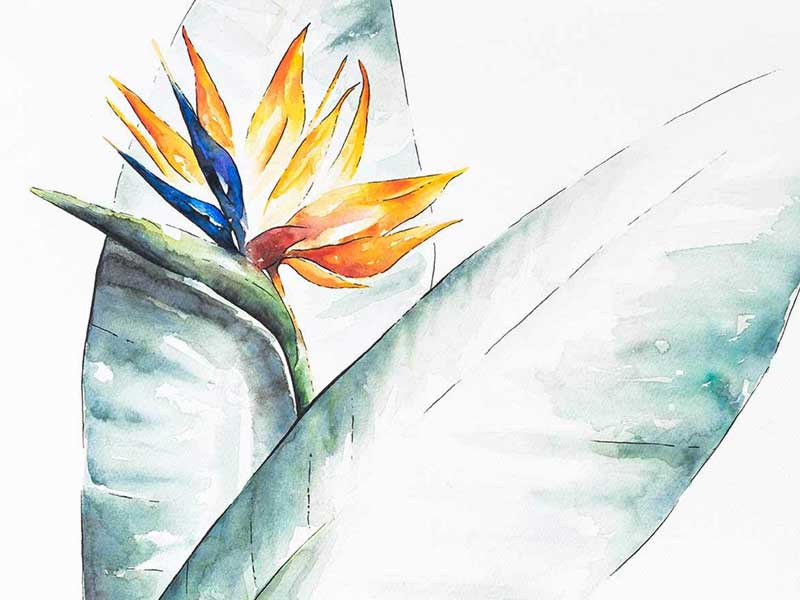 freehand design NZ Commissioned Artist