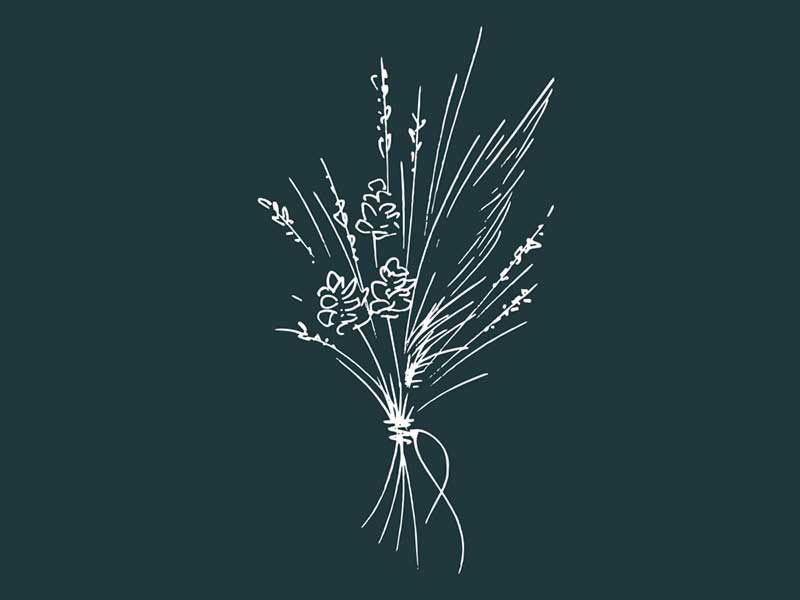 freehand NZ Illustration