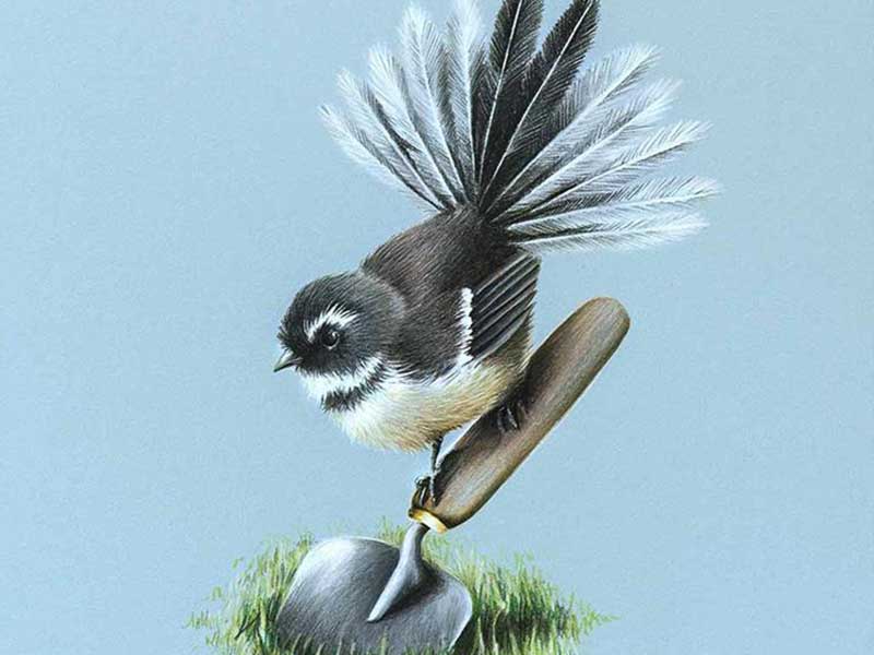 freehand NZ Illustration