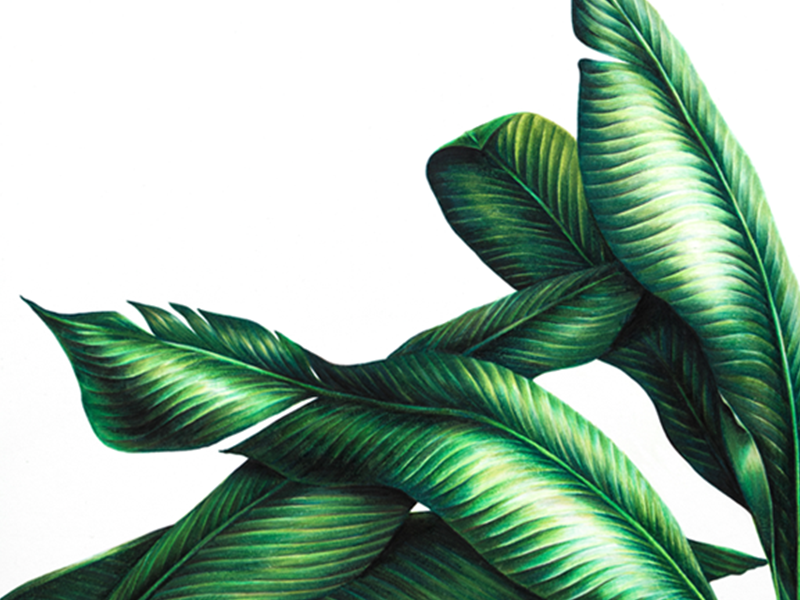 freehand NZ Illustration