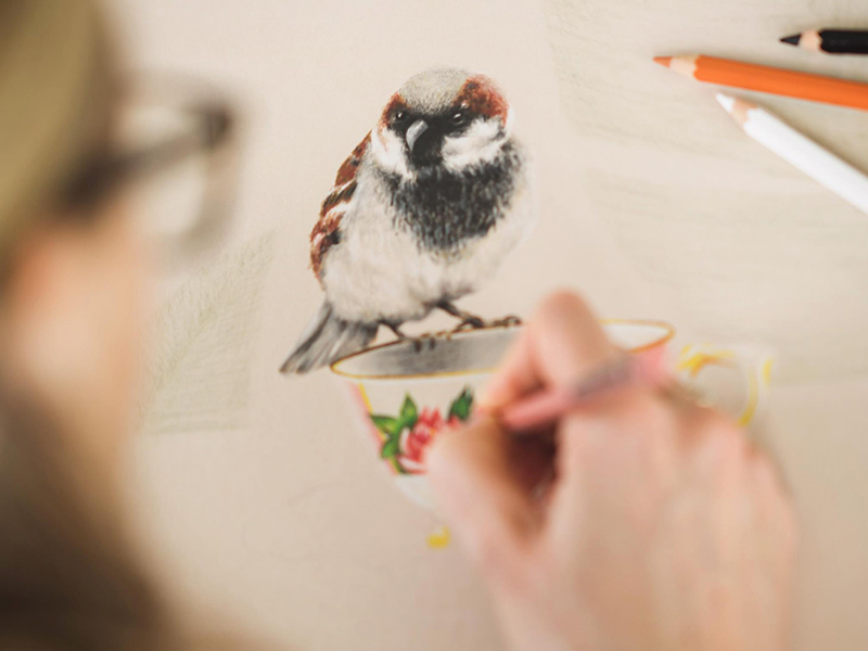 freehand NZ Illustration